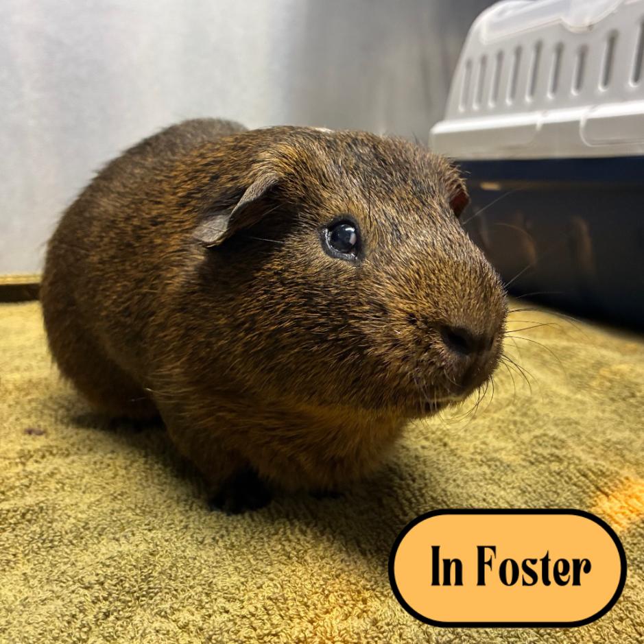 Enlarge Jingles, a Adoptable mixed breed in Providence, RI image 2/6