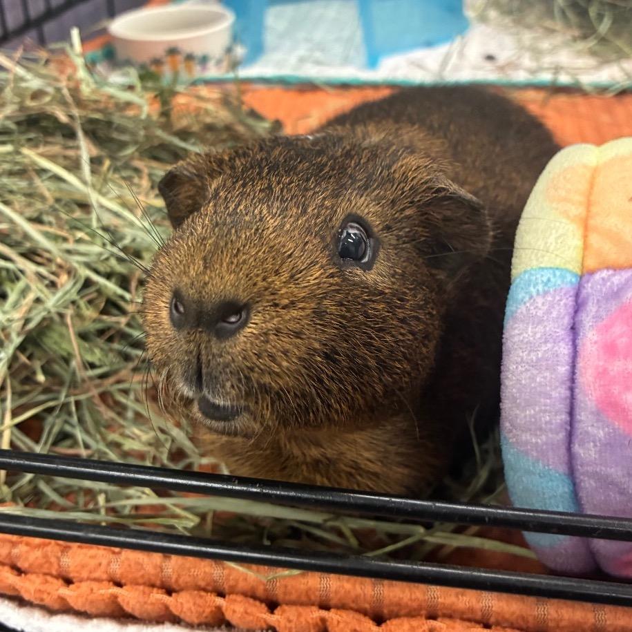 Enlarge Jingles, a Adoptable mixed breed in Providence, RI image 2/6