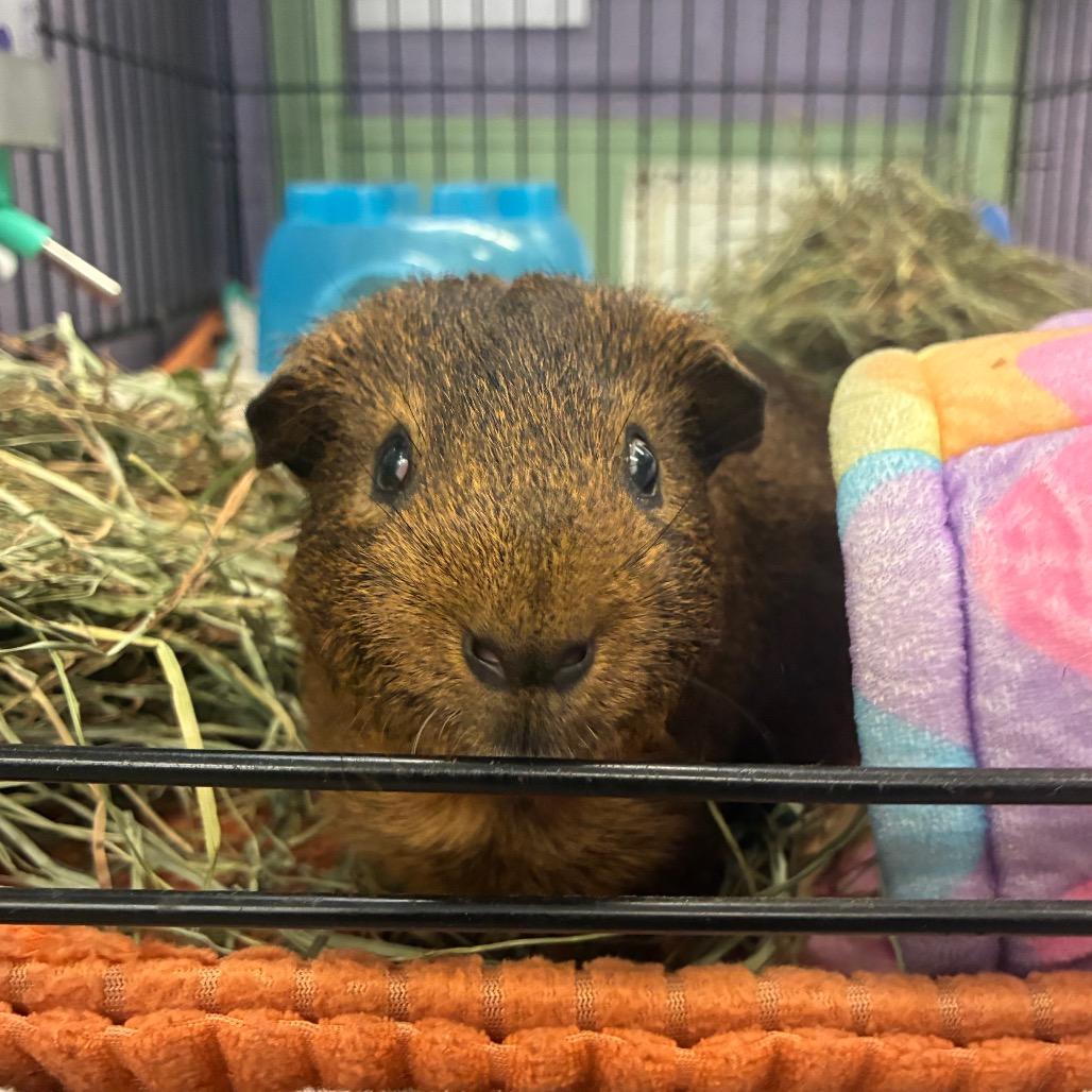 Enlarge Jingles, a Adoptable mixed breed in Providence, RI image 3/6