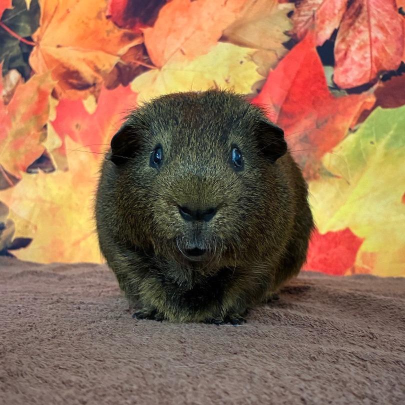 Enlarge Jingles, a Adoptable mixed breed in Providence, RI image 4/6