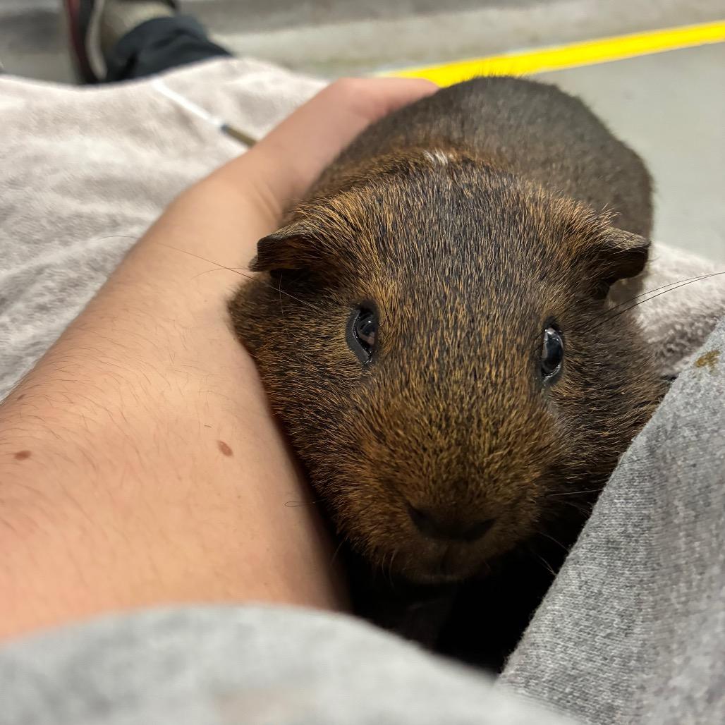 Enlarge Jingles, a Adoptable mixed breed in Providence, RI image 5/6