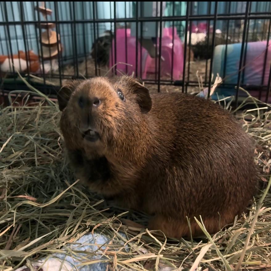 Enlarge Jingles, a Adoptable mixed breed in Providence, RI image 6/6