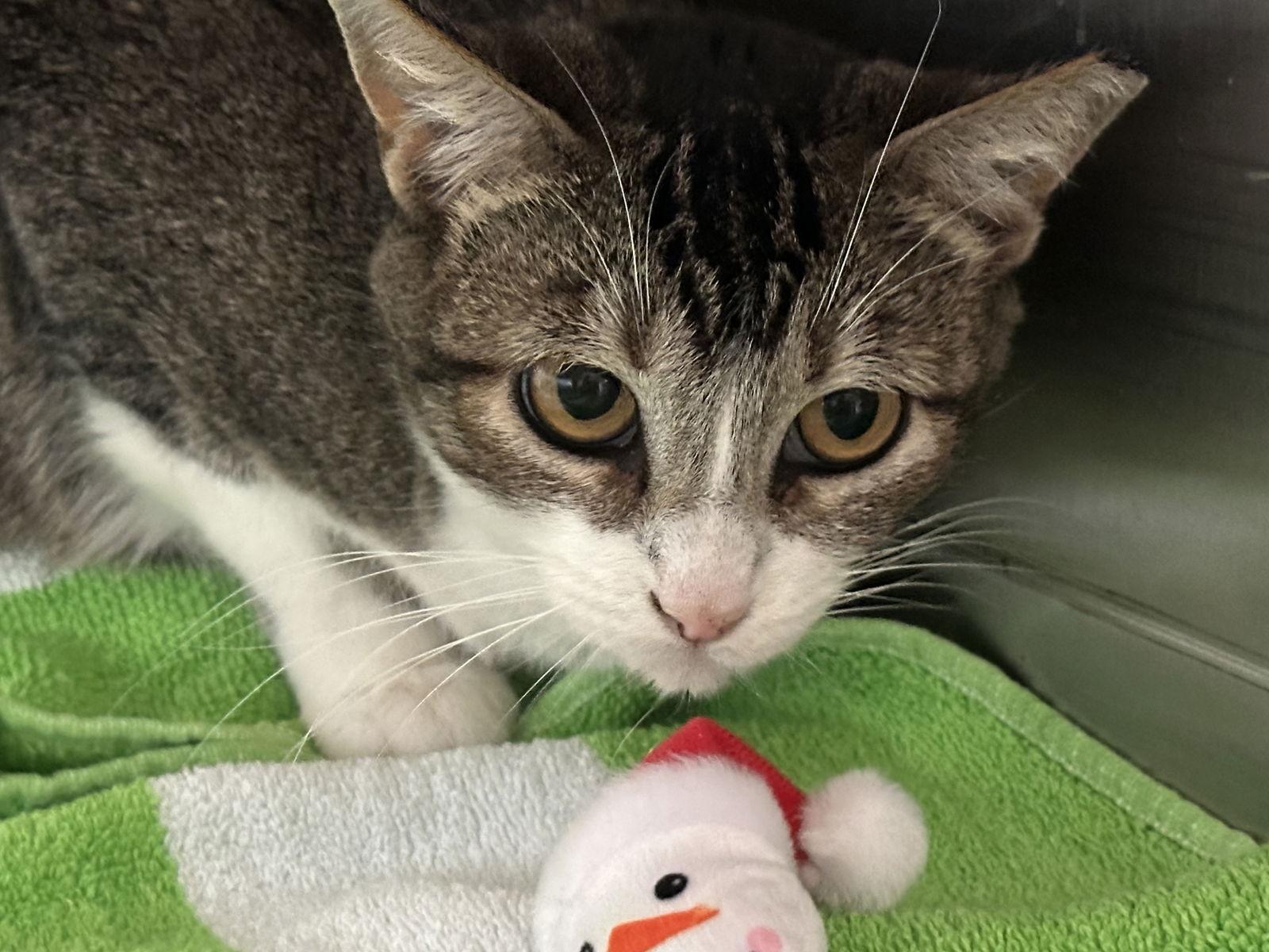 Sahra, Adoptable, Young Female Abyssinian & Domestic Short Hair.