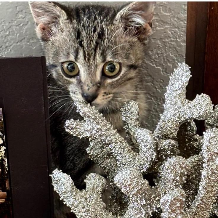 Enlarge Baguette, a Adoptable Domestic Short Hair in League City, TX image 1/1