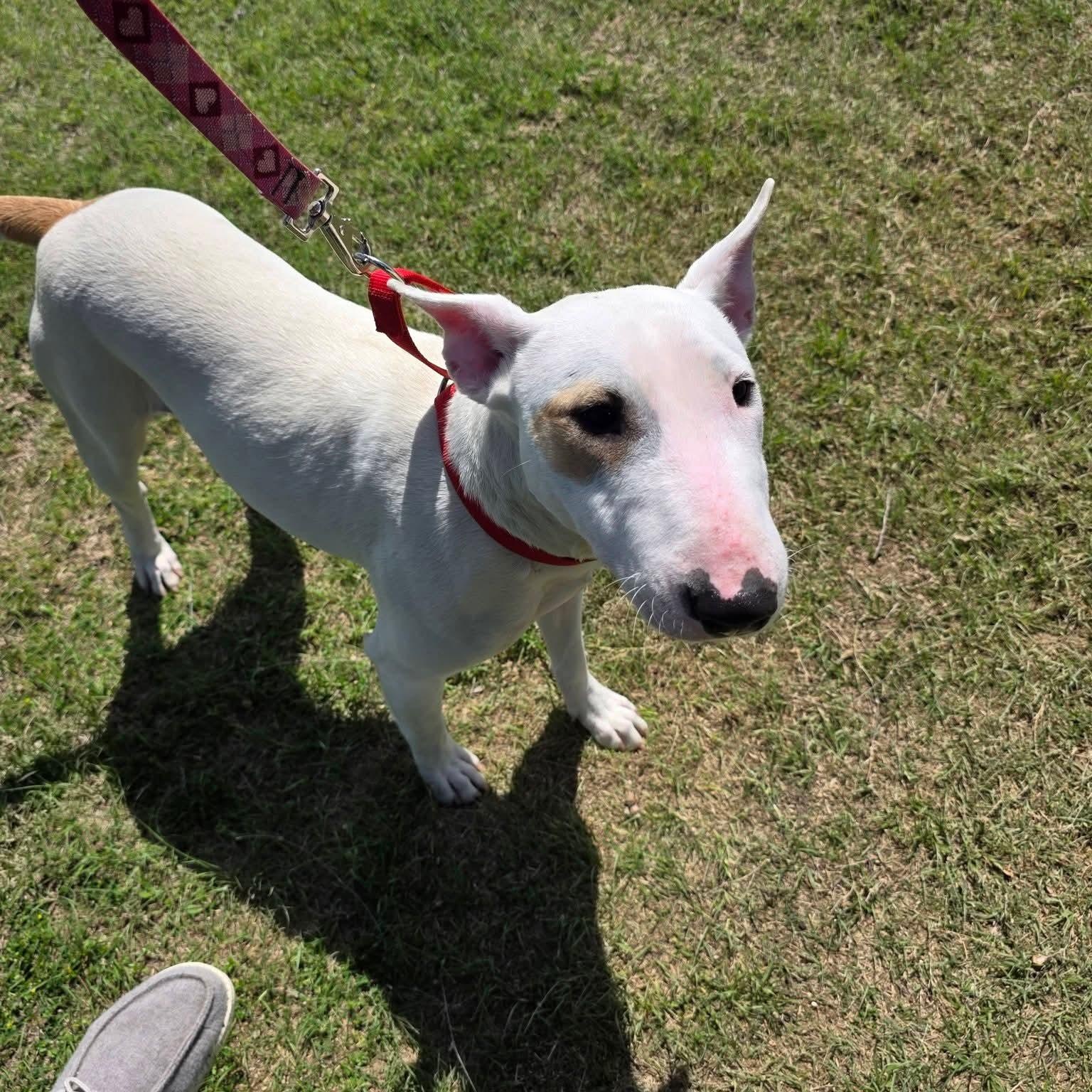 Slink, ADOPTABLE, Young Female Bull Terrier.
