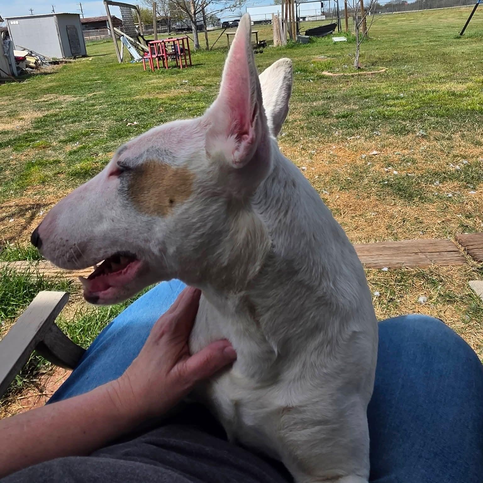 Enlarge Slink, a ADOPTABLE Bull Terrier in Dallas, TX image 4/4