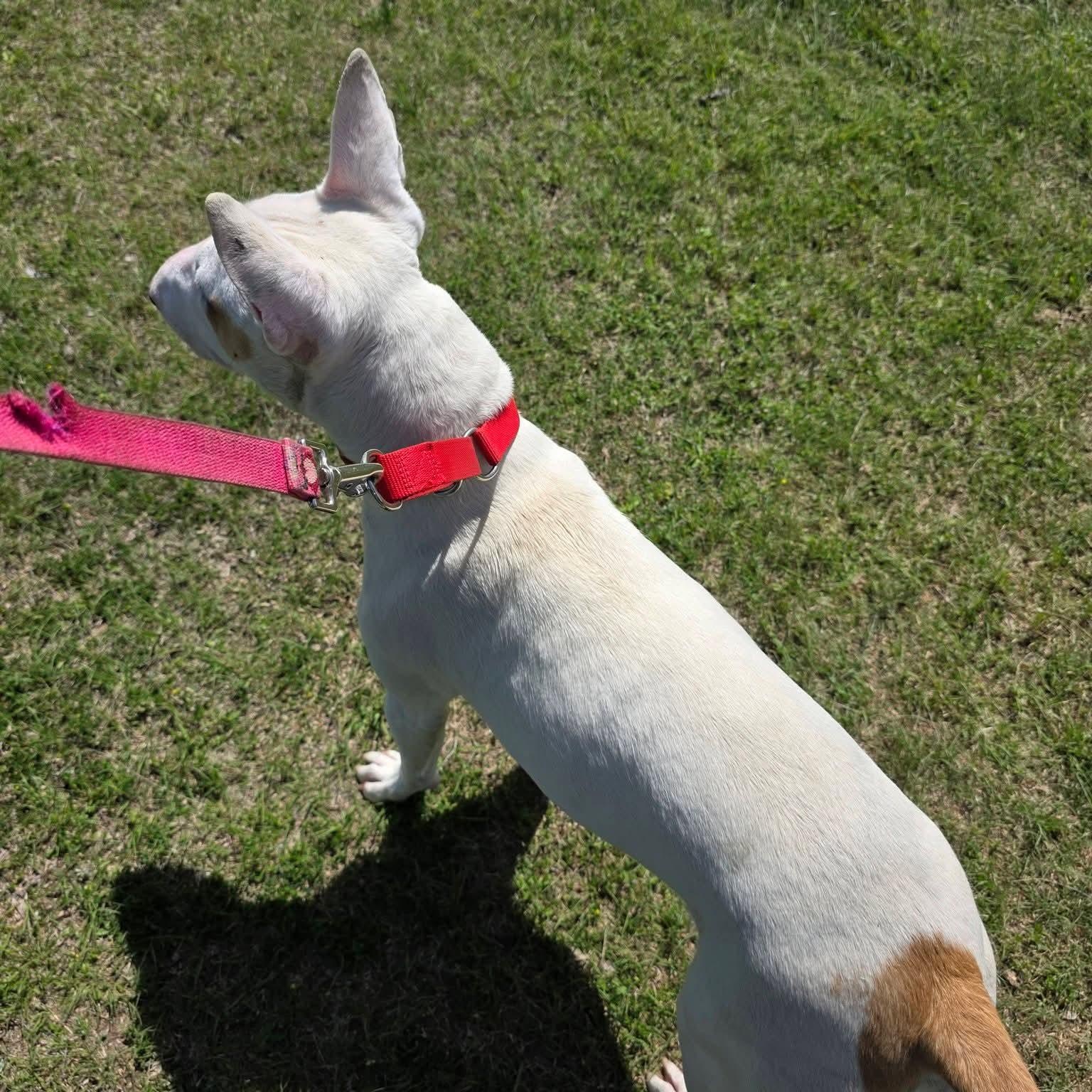Enlarge Slink, a ADOPTABLE Bull Terrier in Dallas, TX image 3/4