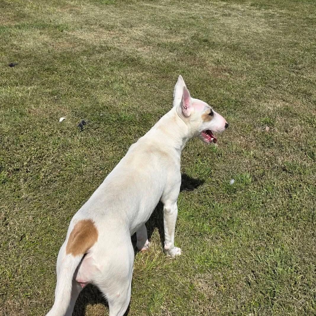 Enlarge Slink, a ADOPTABLE Bull Terrier in Dallas, TX image 2/4