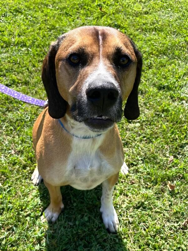 Enlarge Charlie, a Adoptable mixed breed in Berkeley Heights, NJ image 1/6