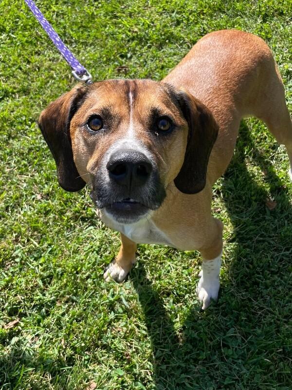 Enlarge Charlie, a Adoptable mixed breed in Berkeley Heights, NJ image 2/6