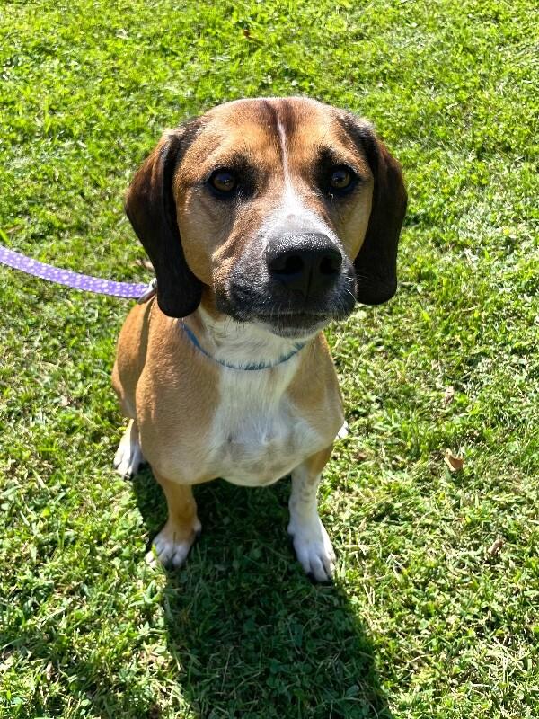 Enlarge Charlie, a Adoptable mixed breed in Berkeley Heights, NJ image 3/6