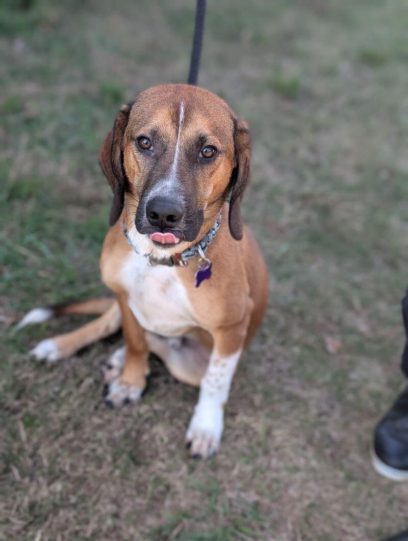 Enlarge Charlie, a Adoptable mixed breed in Berkeley Heights, NJ image 4/6