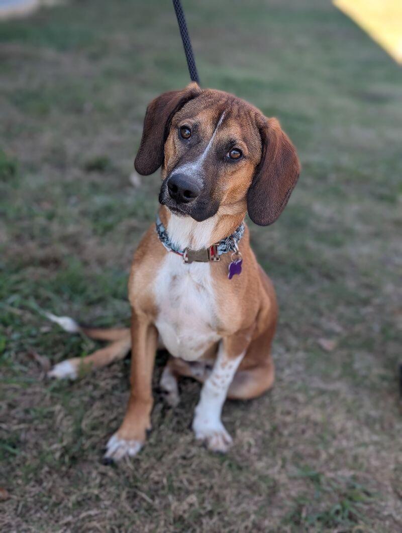 Enlarge Charlie, a Adoptable mixed breed in Berkeley Heights, NJ image 6/6