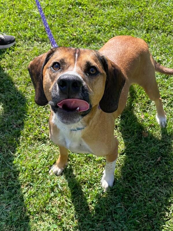Enlarge Charlie, a Adoptable mixed breed in Berkeley Heights, NJ image 5/6