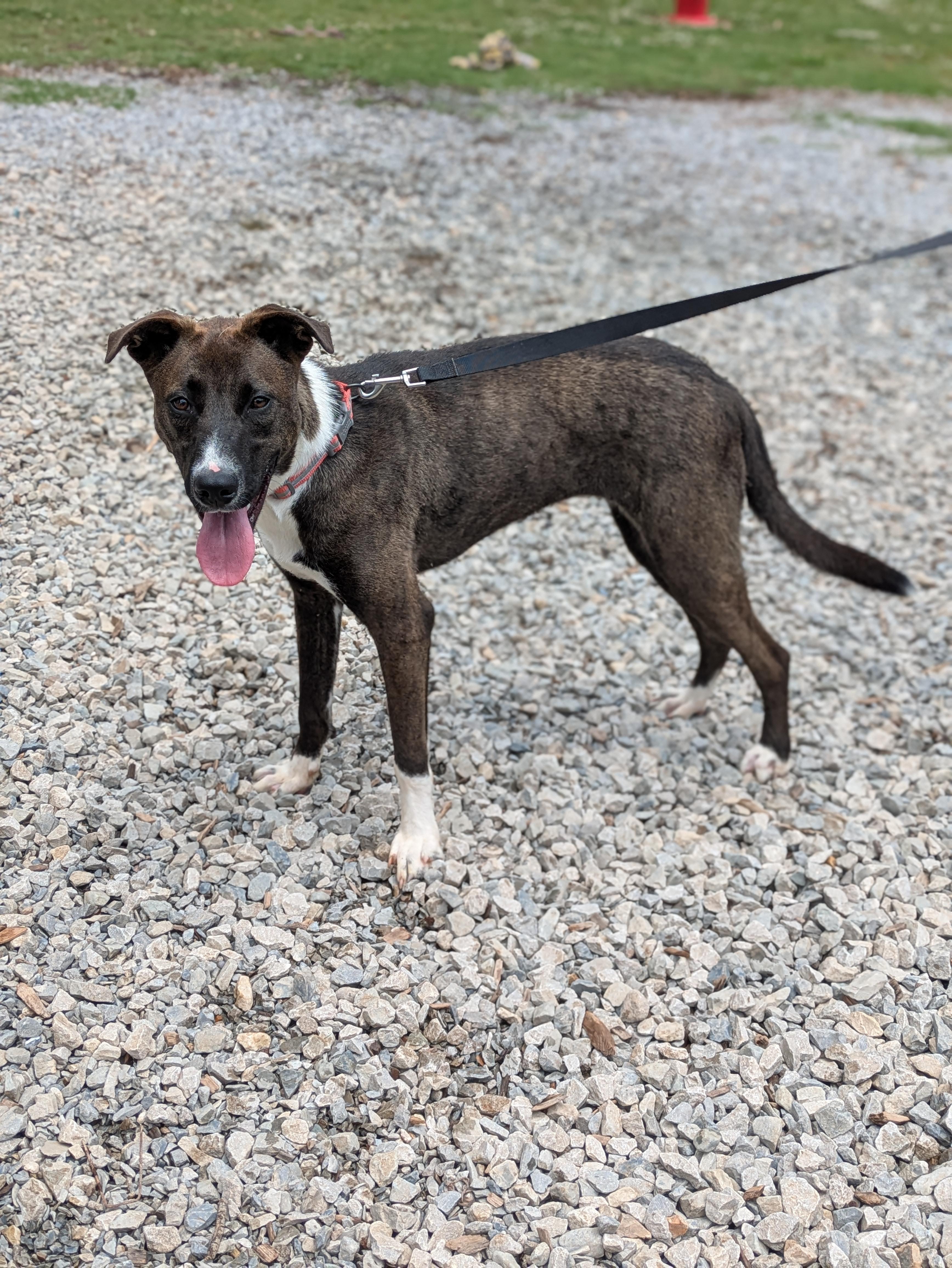 Billie Jean, a ADOPTABLE mixed breed in Huntsville, AL image 5/6