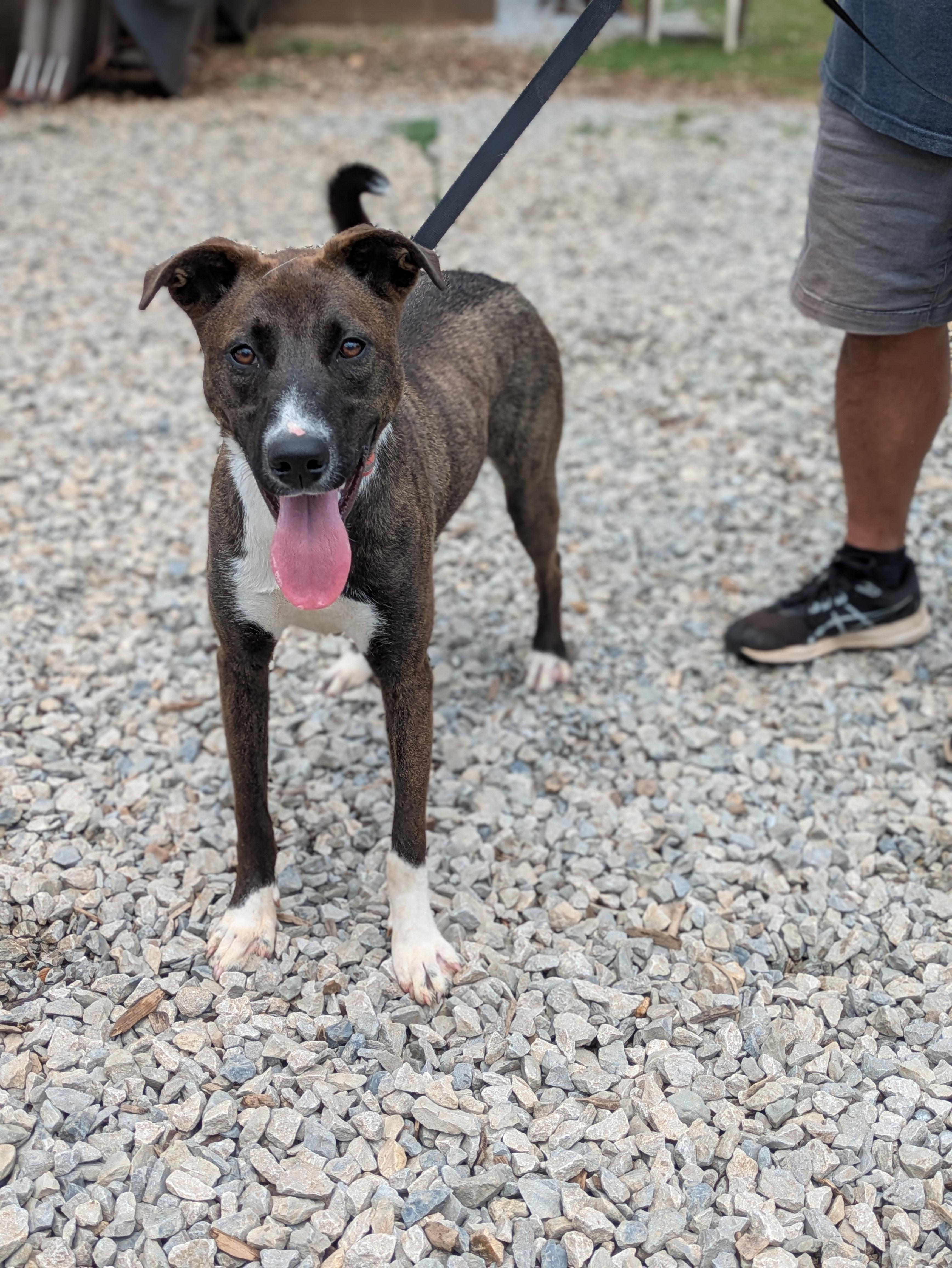 Billie Jean, a ADOPTABLE mixed breed in Huntsville, AL image 6/6