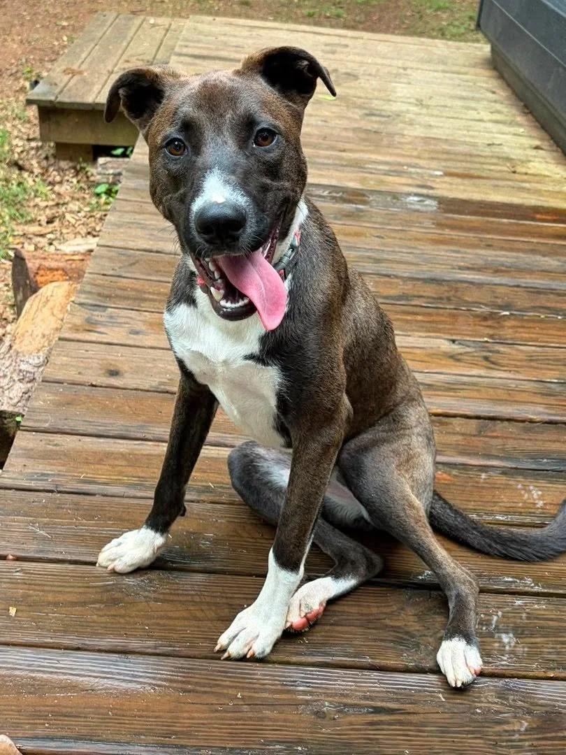 Billie Jean, a ADOPTABLE mixed breed in Huntsville, AL image 3/6