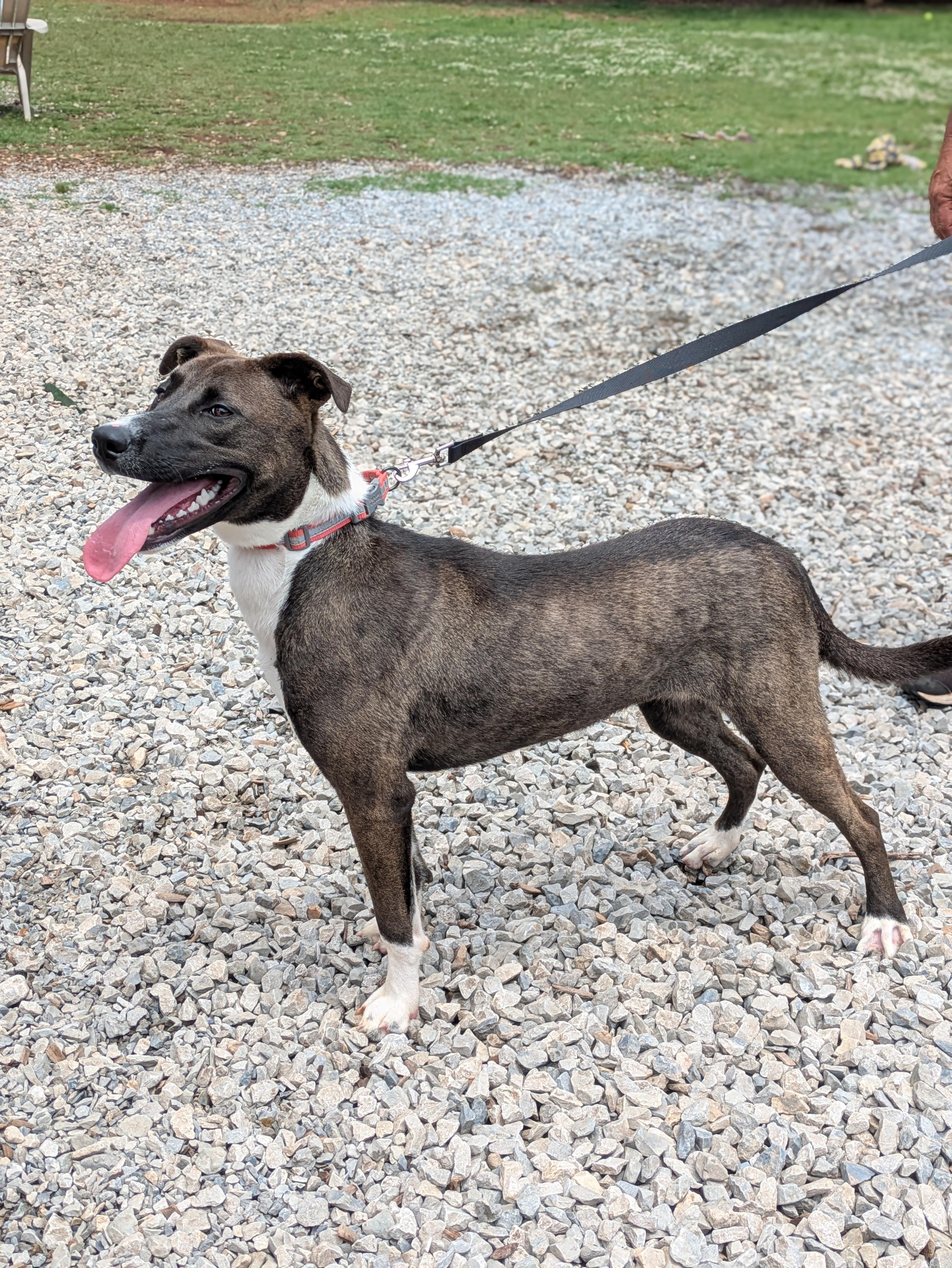 Billie Jean, a ADOPTABLE mixed breed in Huntsville, AL image 4/6