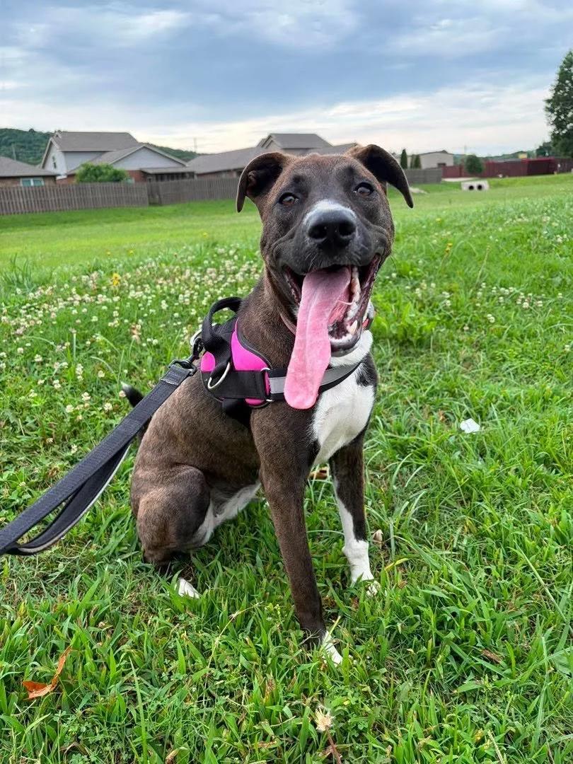 Billie Jean, ADOPTABLE, Adult Female Mixed Breed.