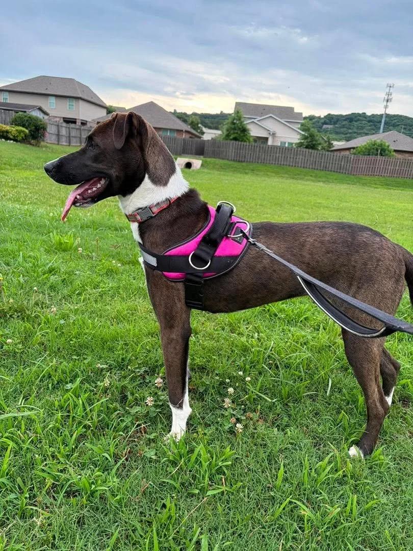 Billie Jean, a ADOPTABLE mixed breed in Huntsville, AL image 2/6
