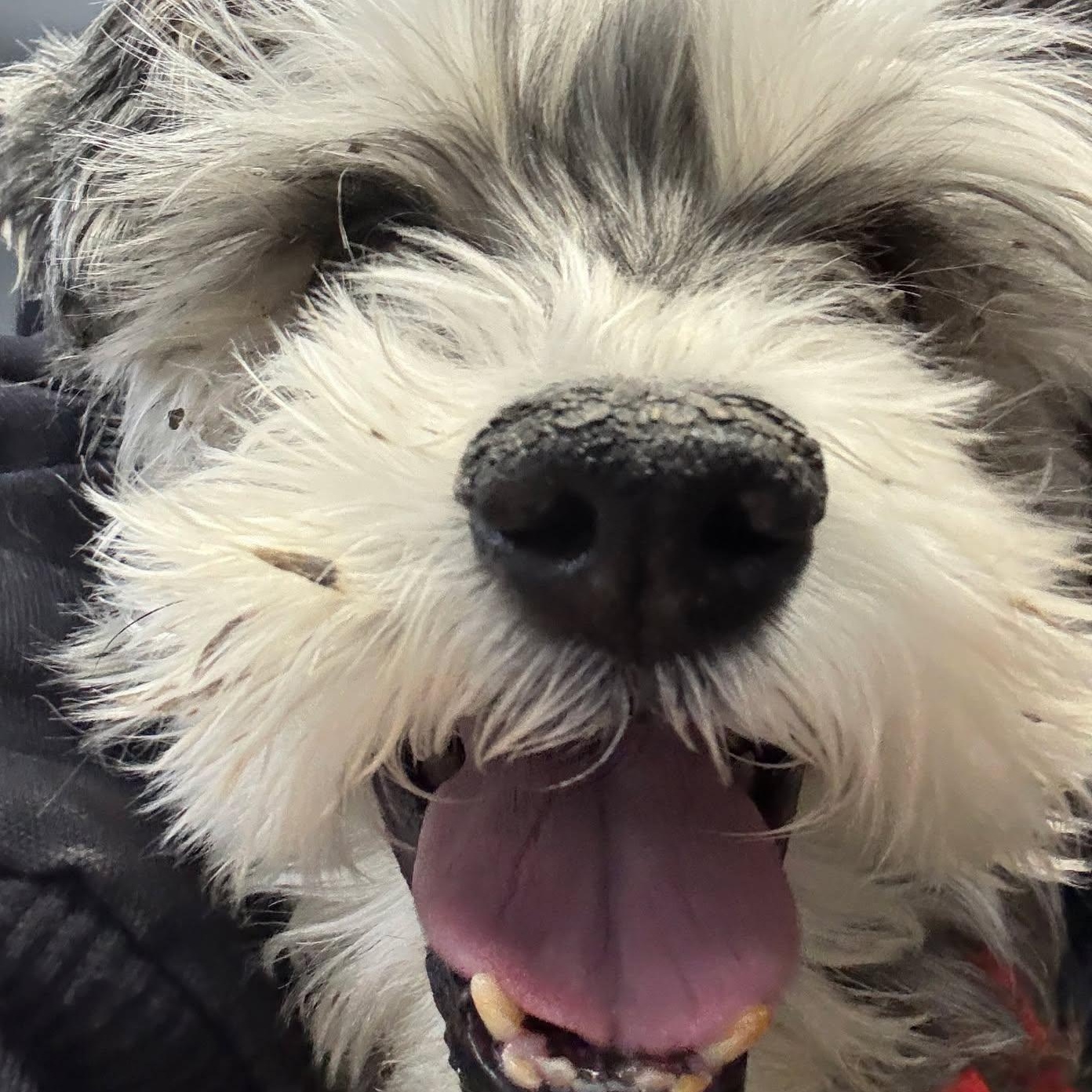 Luna Mae: Foster me!, a ADOPTABLE Miniature Schnauzer in Homer Glen, IL image 3/4