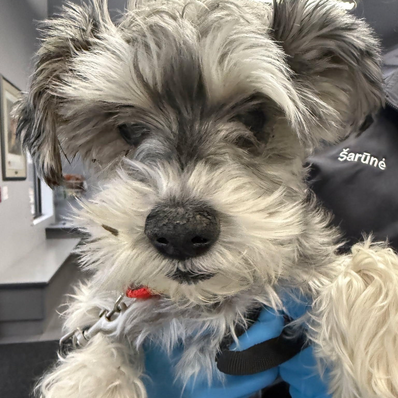 Luna Mae: Foster me!, ADOPTABLE, Adult Female Miniature Schnauzer.