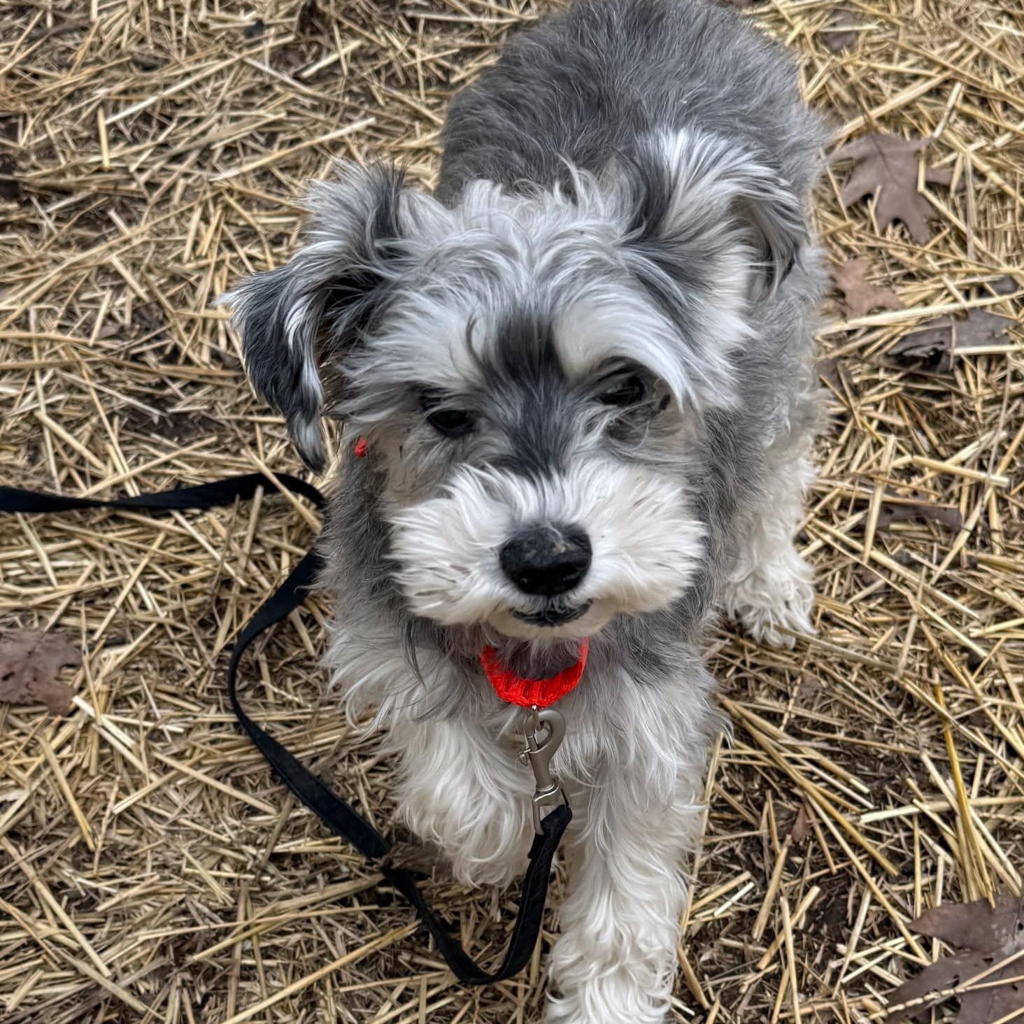 Luna Mae: Foster me!, a ADOPTABLE Miniature Schnauzer in Homer Glen, IL image 2/4