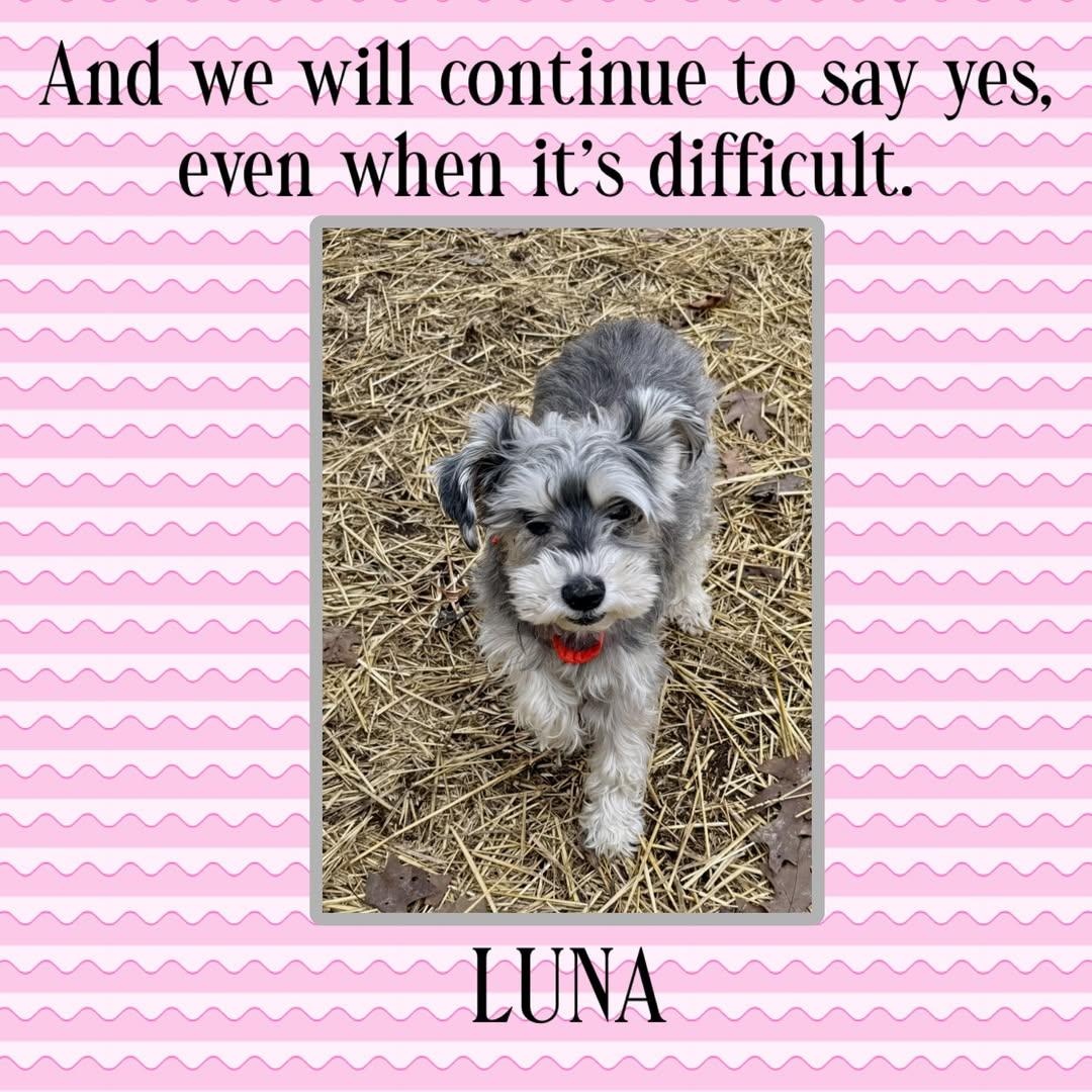 Luna Mae: Foster me!, a ADOPTABLE Miniature Schnauzer in Homer Glen, IL image 4/4