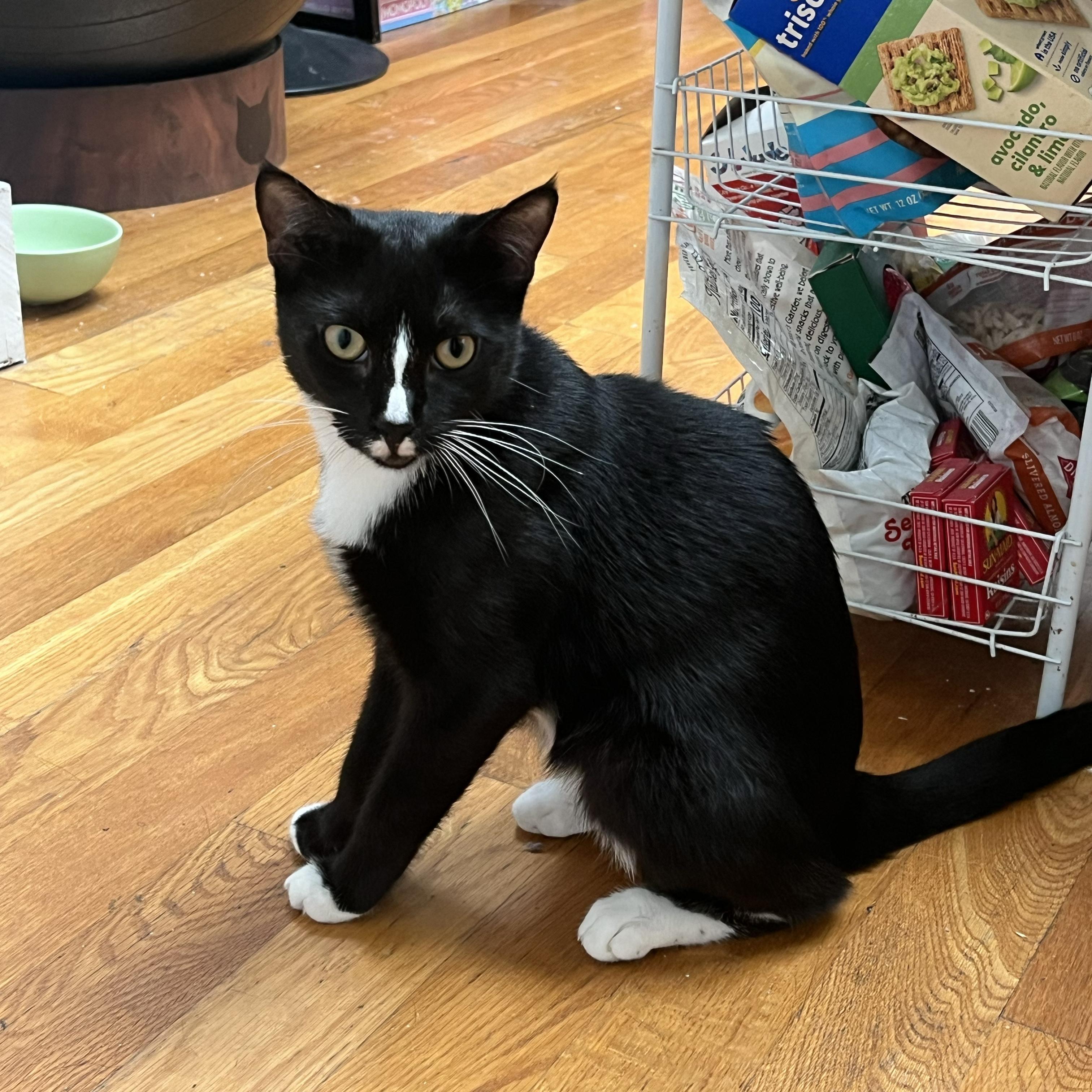 Enlarge Bellyacher, a Adoptable Domestic Short Hair in BROOKLYN, NY image 3/6