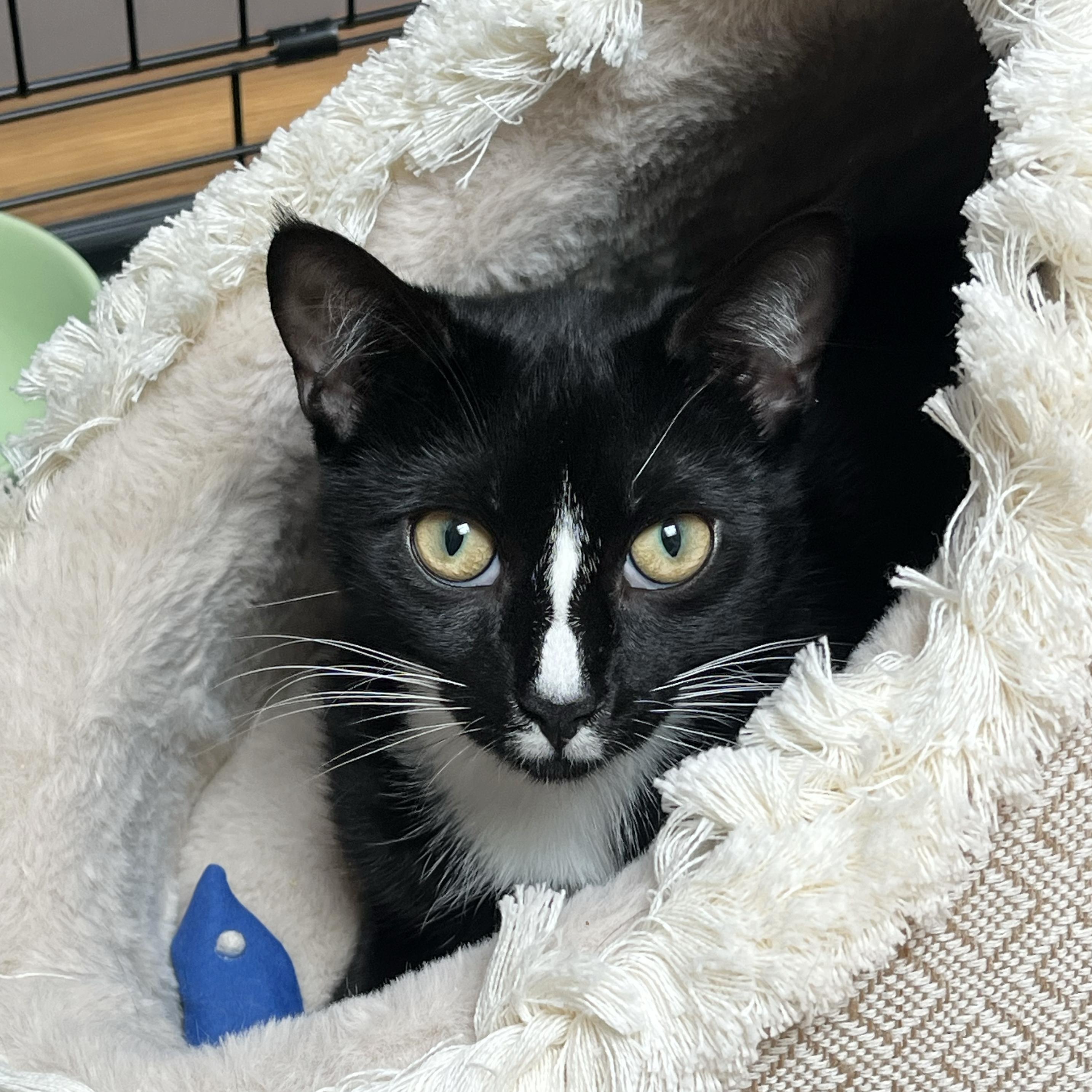 Enlarge Bellyacher, a Adoptable Domestic Short Hair in BROOKLYN, NY image 4/6