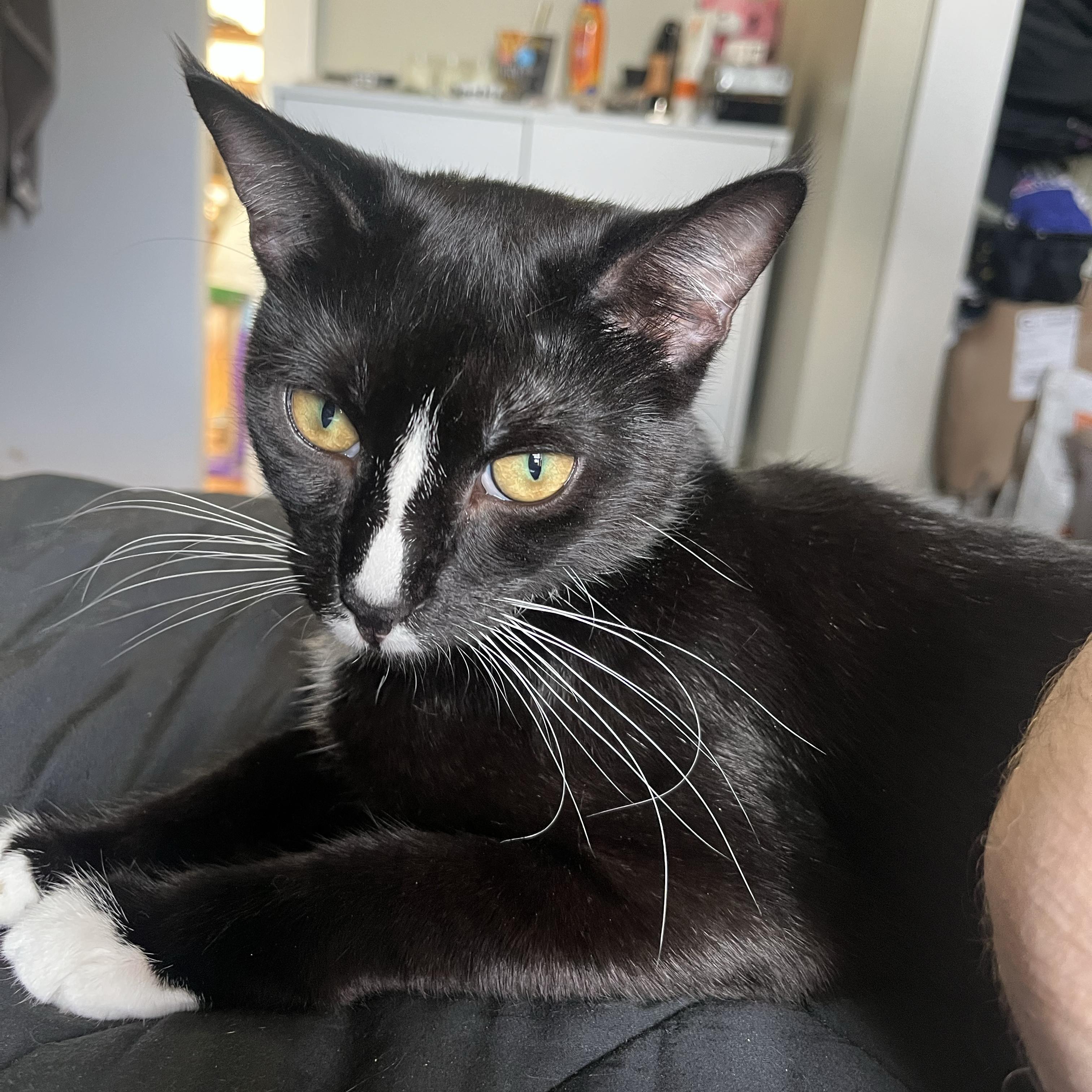 Enlarge Bellyacher, a Adoptable Domestic Short Hair in BROOKLYN, NY image 5/6