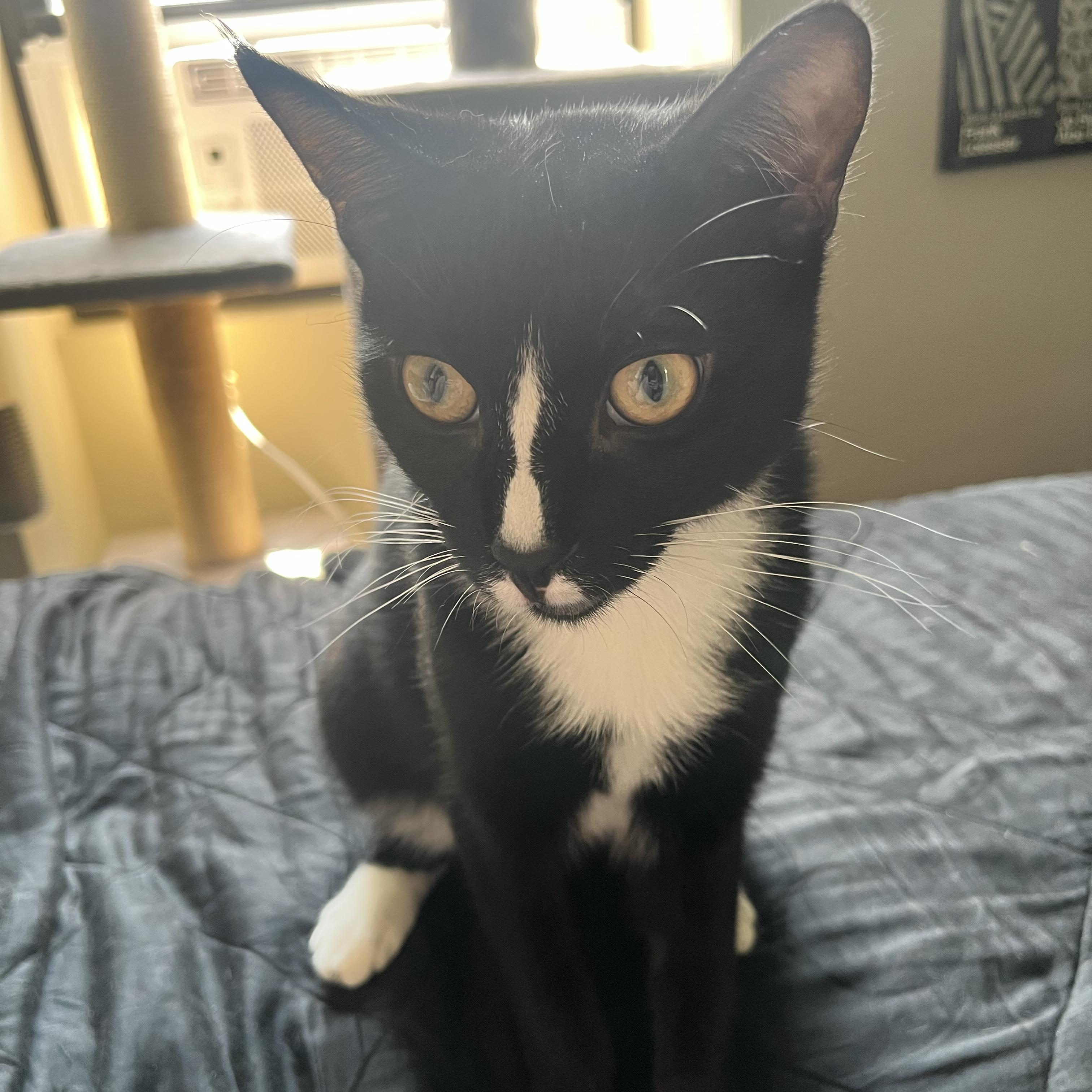 Enlarge Bellyacher, a Adoptable Domestic Short Hair in BROOKLYN, NY image 6/6