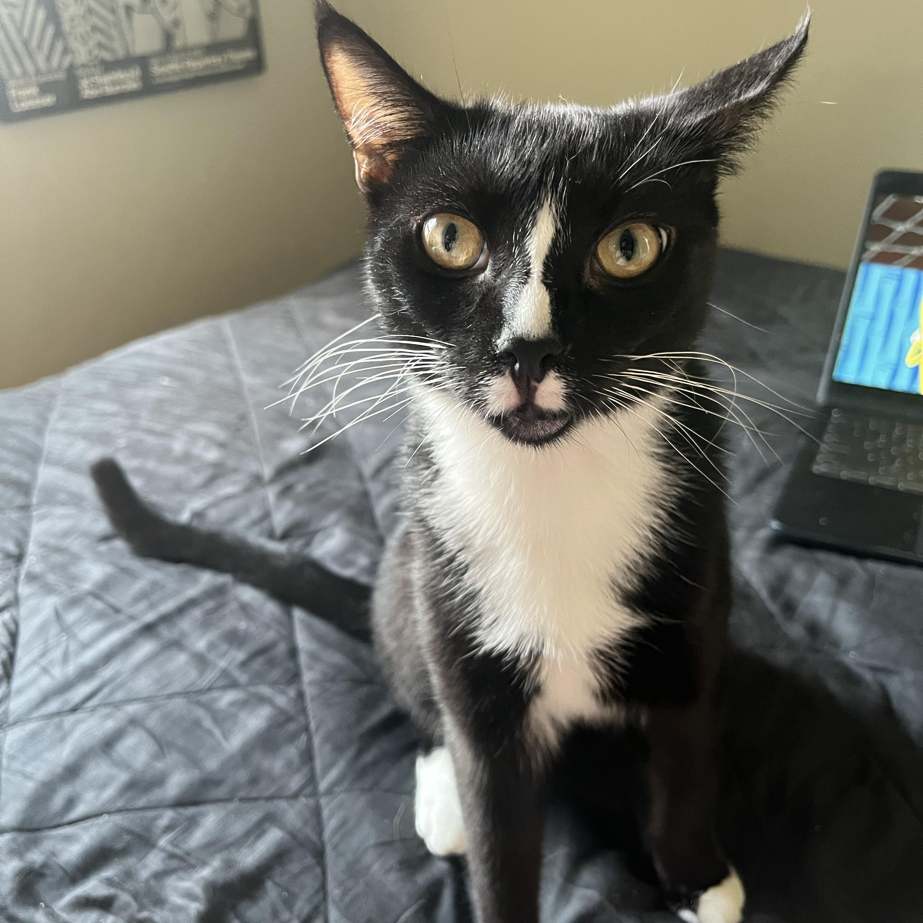 Enlarge Bellyacher, a Adoptable Domestic Short Hair in BROOKLYN, NY image 1/6