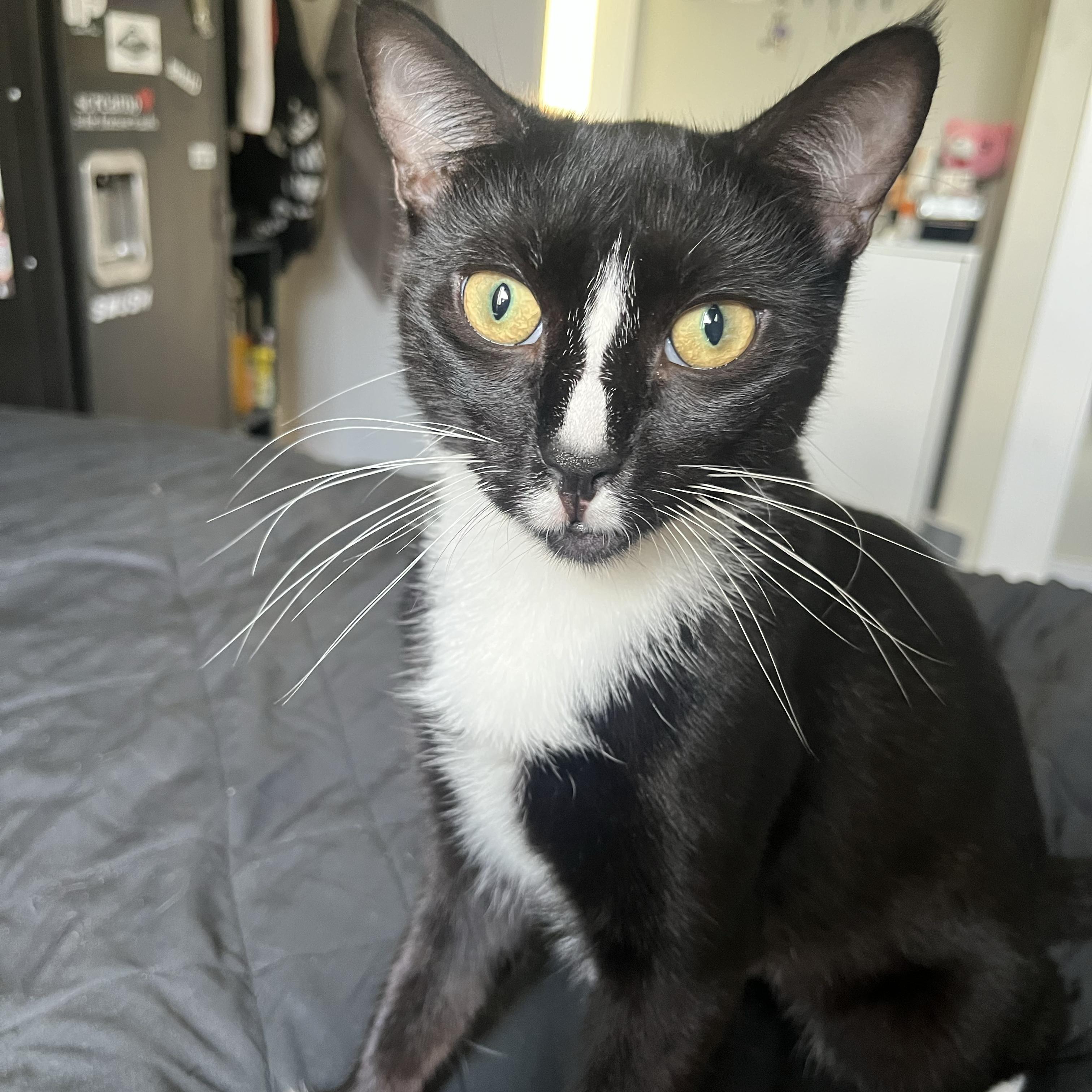 Enlarge Bellyacher, a Adoptable Domestic Short Hair in BROOKLYN, NY image 2/6