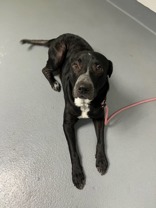 Charles, Adult Male Black Labrador Retriever