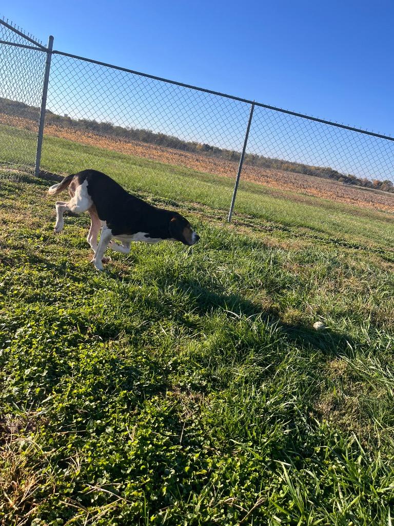 Enlarge Moe/Loki, a Adoptable Hound in Hopkinsville, KY image 1/6