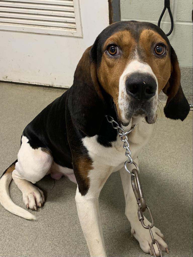 Enlarge Moe/Loki, a Adoptable Hound in Hopkinsville, KY image 3/6