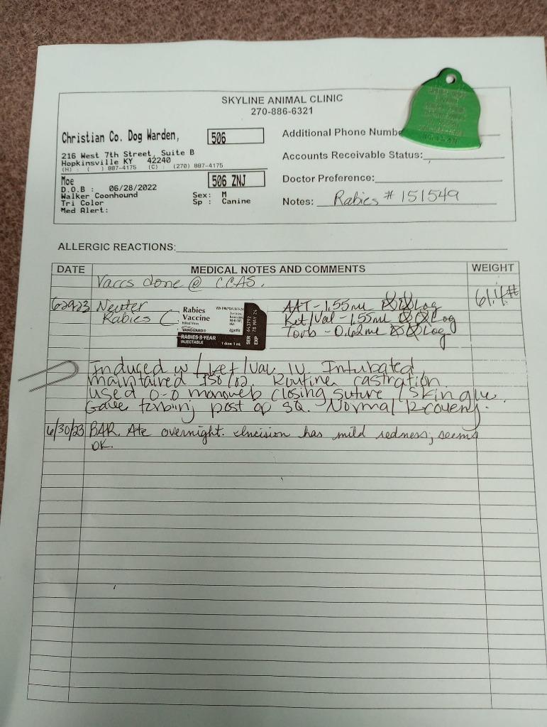 Enlarge Moe/Loki, a Adoptable Hound in Hopkinsville, KY image 4/6