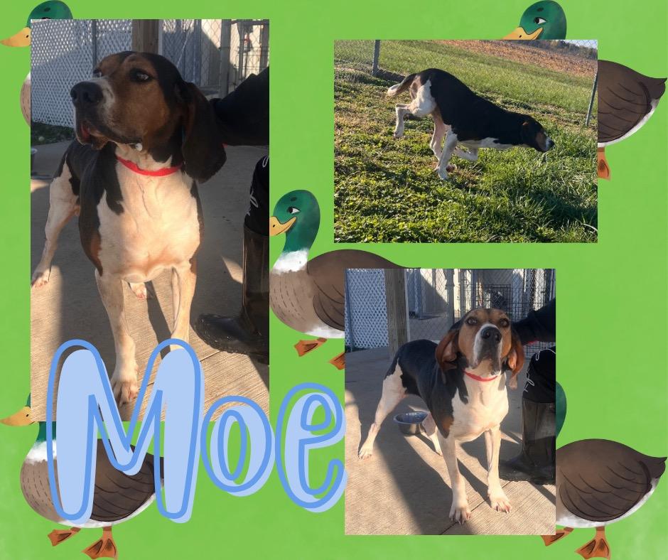 Enlarge Moe/Loki, a Adoptable Hound in Hopkinsville, KY image 5/6