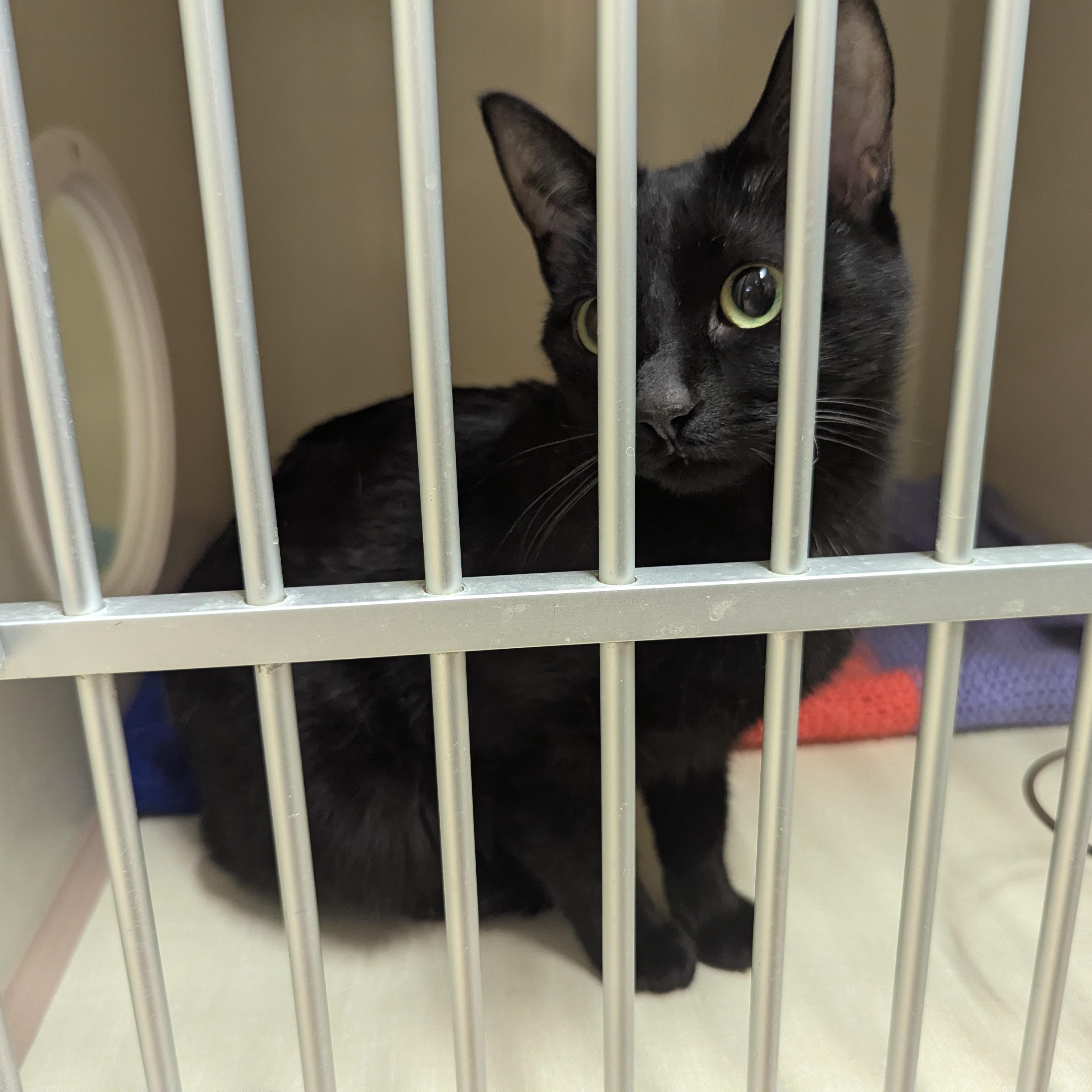 Enlarge Beauty, a ADOPTABLE Domestic Short Hair in Morden, MB image 2/2