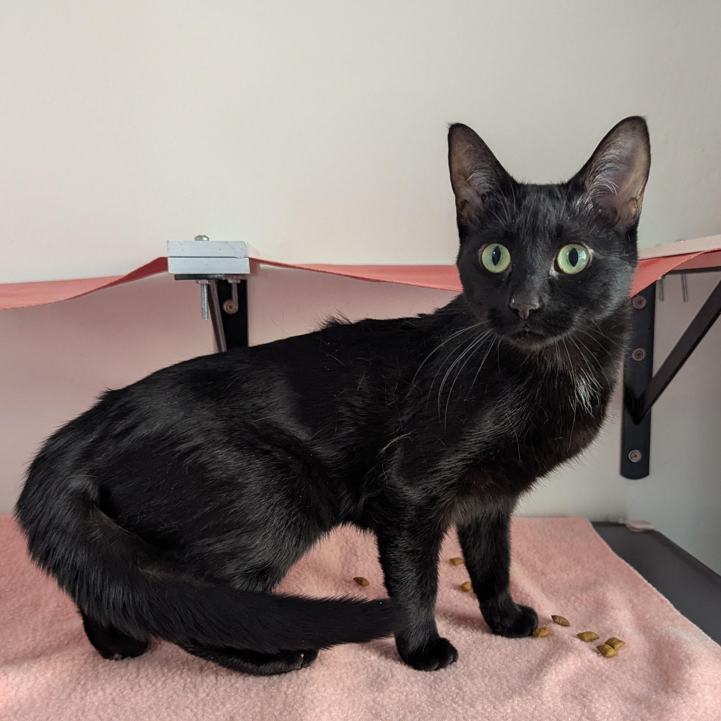 Beauty, ADOPTABLE, Adult Female Domestic Short Hair.