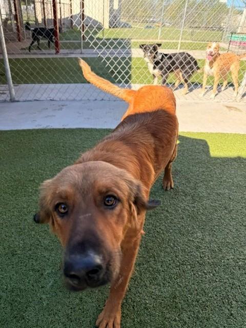 Enlarge Charm, a Adoptable mixed breed in Fayetteville, AR image 2/6