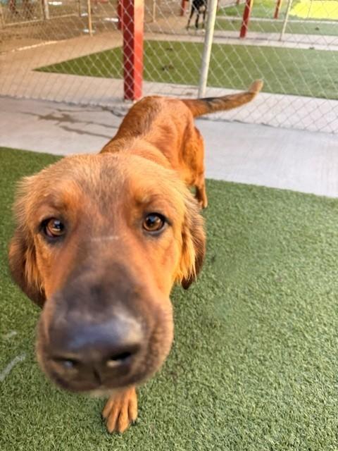 Enlarge Charm, a Adoptable mixed breed in Fayetteville, AR image 5/6