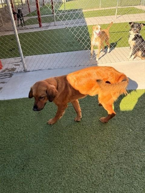 Enlarge Charm, a Adoptable mixed breed in Fayetteville, AR image 6/6