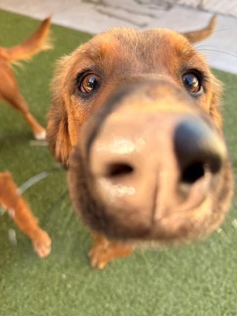 Enlarge Charm, a Adoptable mixed breed in Fayetteville, AR image 4/6
