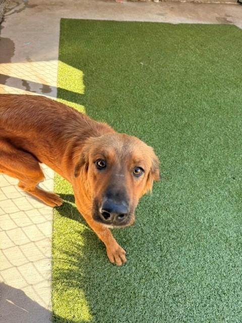 Enlarge Charm, a Adoptable mixed breed in Fayetteville, AR image 3/6
