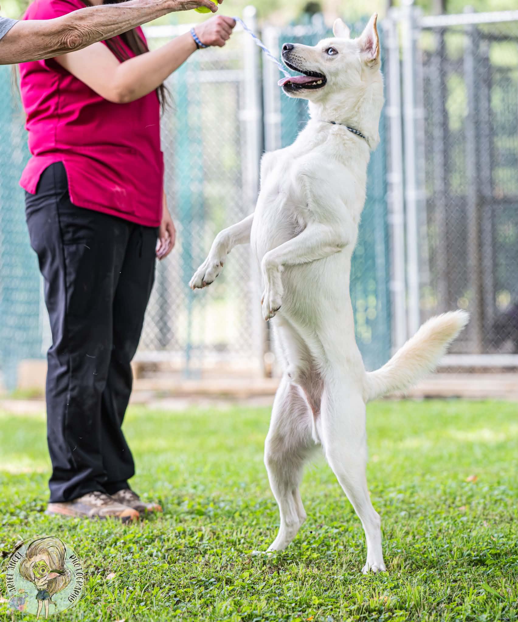 Enlarge Picasso, a ADOPTABLE mixed breed in Randleman, NC image 3/6
