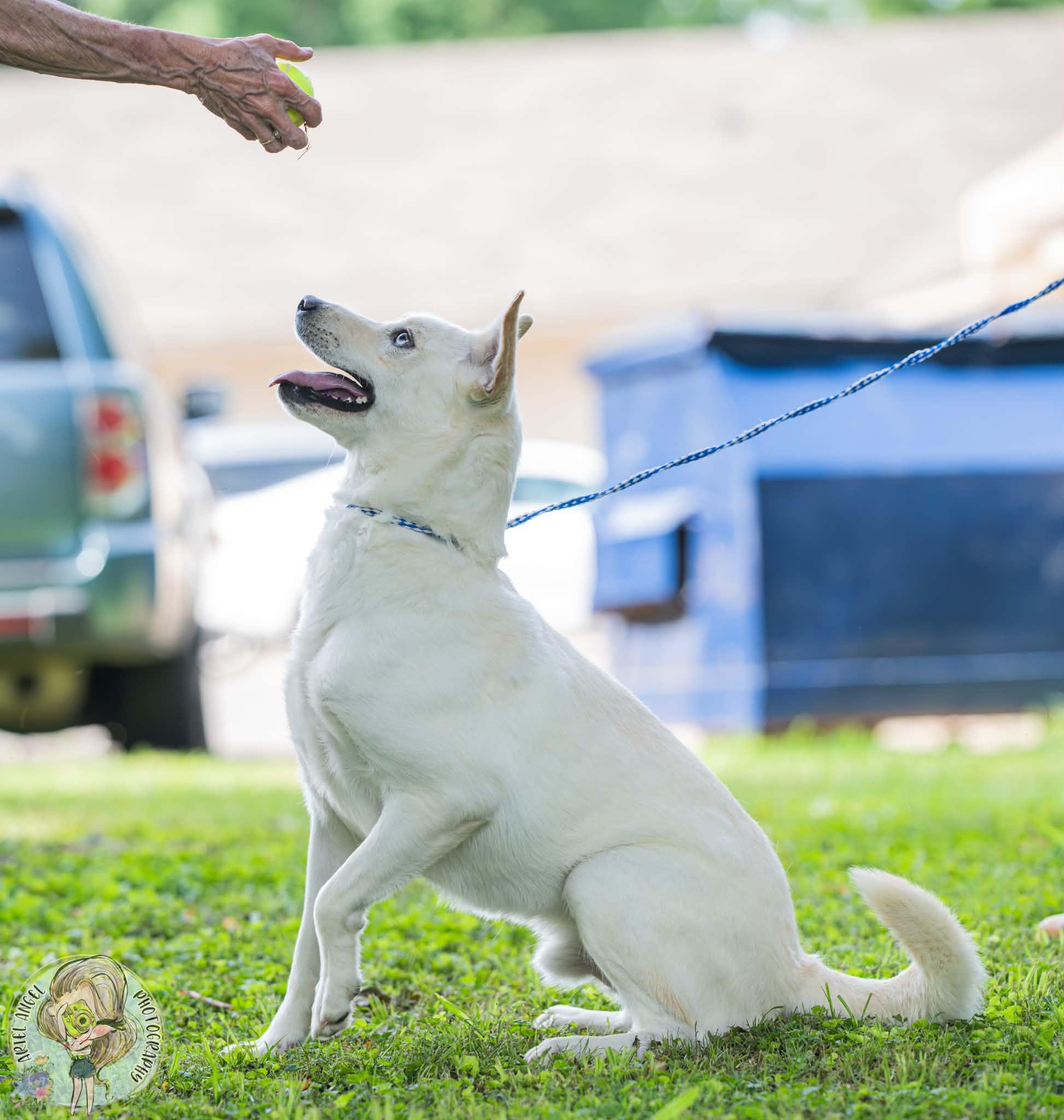 Enlarge Picasso, a ADOPTABLE mixed breed in Randleman, NC image 1/6
