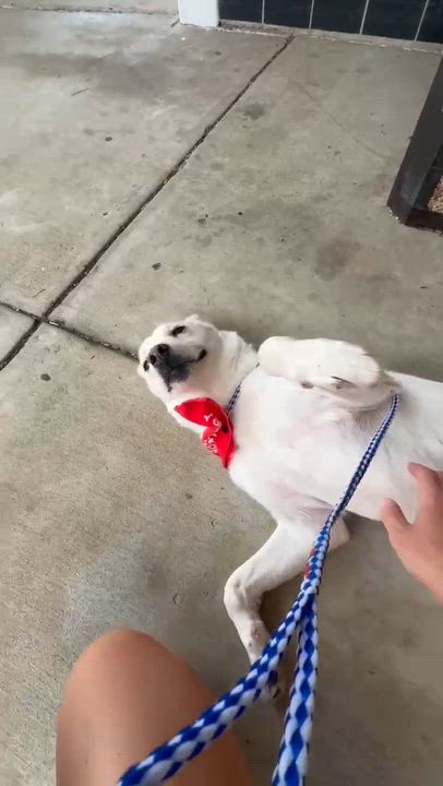 Enlarge Picasso, a ADOPTABLE mixed breed in Randleman, NC video 6/6