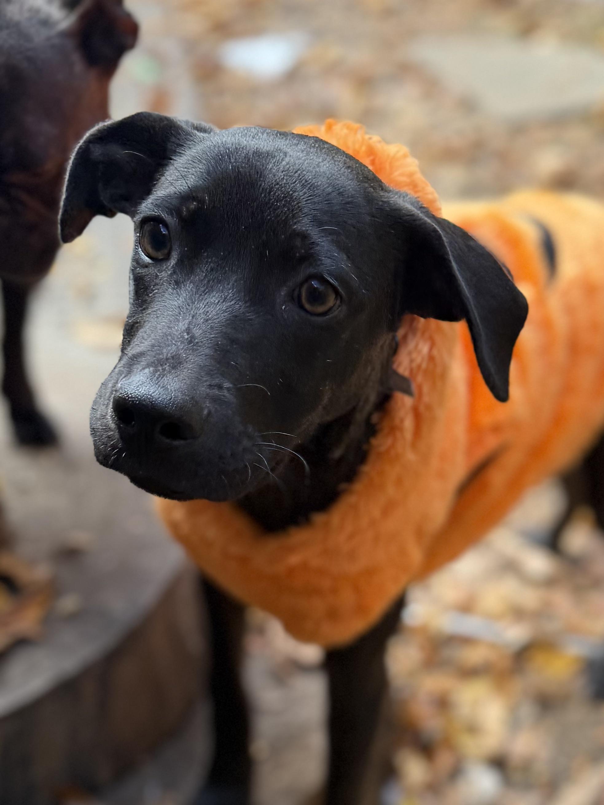 Enlarge Jade, an adopted mixed breed in Ridgefield, CT image 1/6